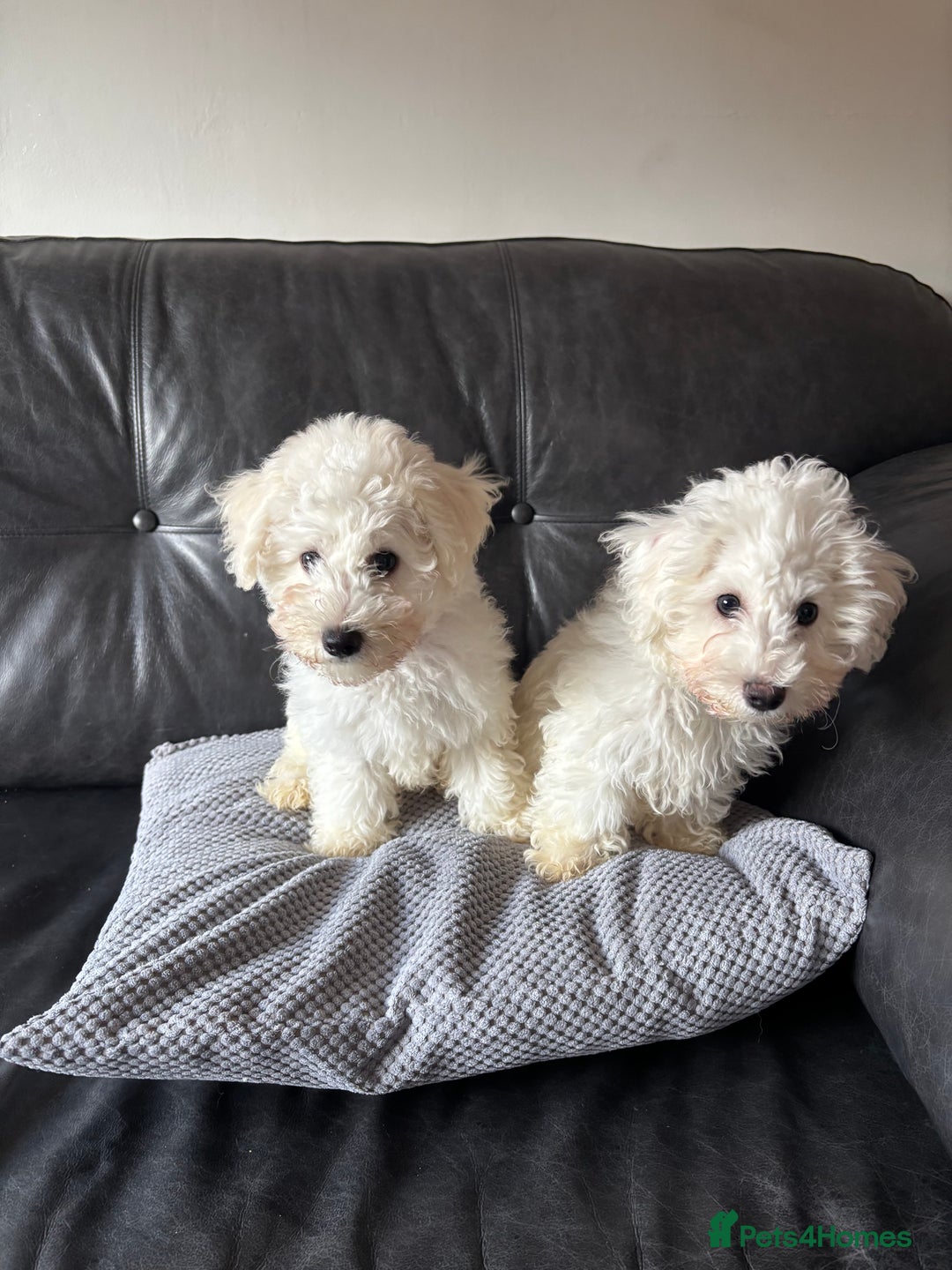 Bichon Frise dogs for sale: Bichon Frise Puppies- Ready to leave  - Image 2
