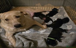 Mixed Breed dogs for sale: Labrador cross puppies  - Image 3
