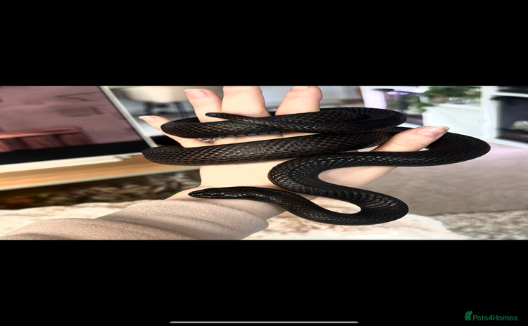 Snake reptiles - Advert 2