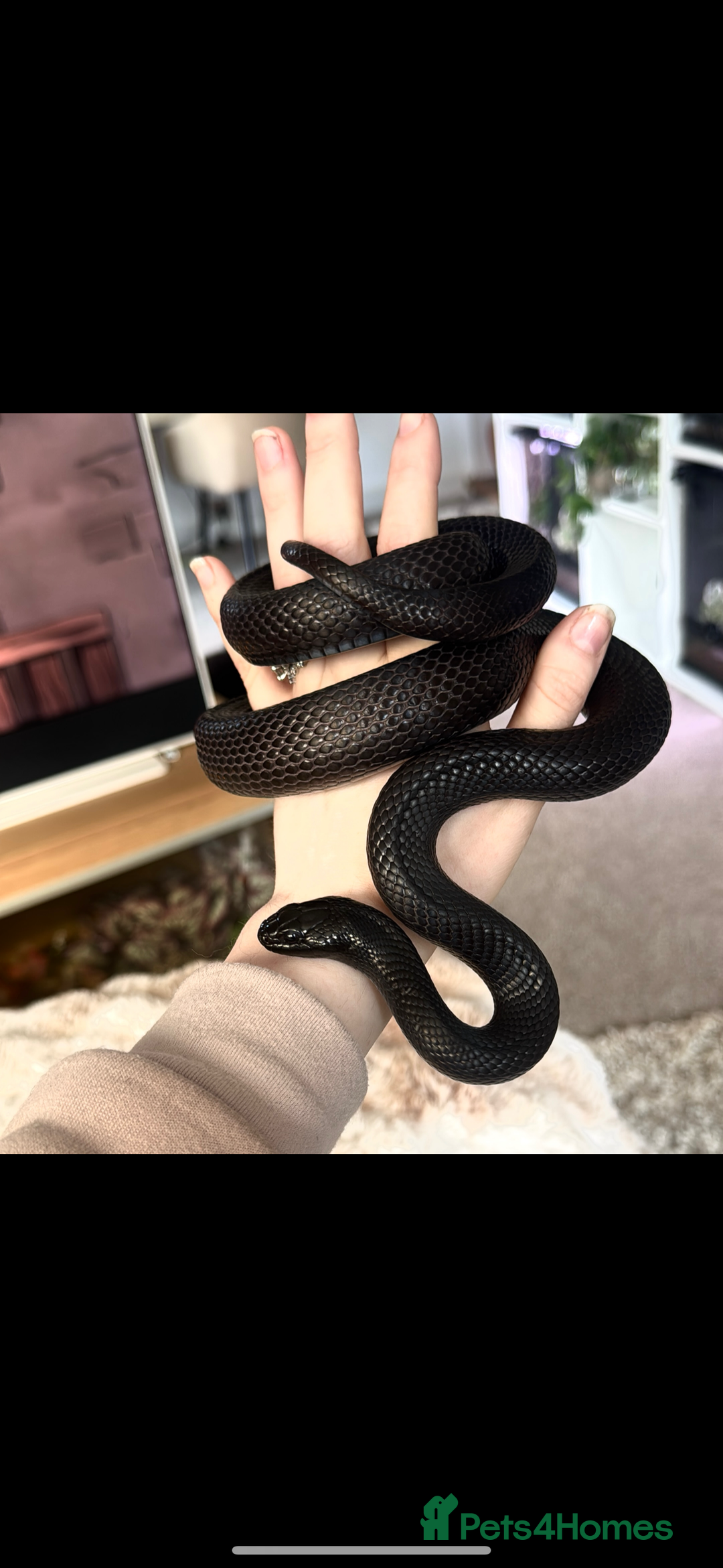 Snake reptiles for sale: Black Mexican King Snake Female - Image 1