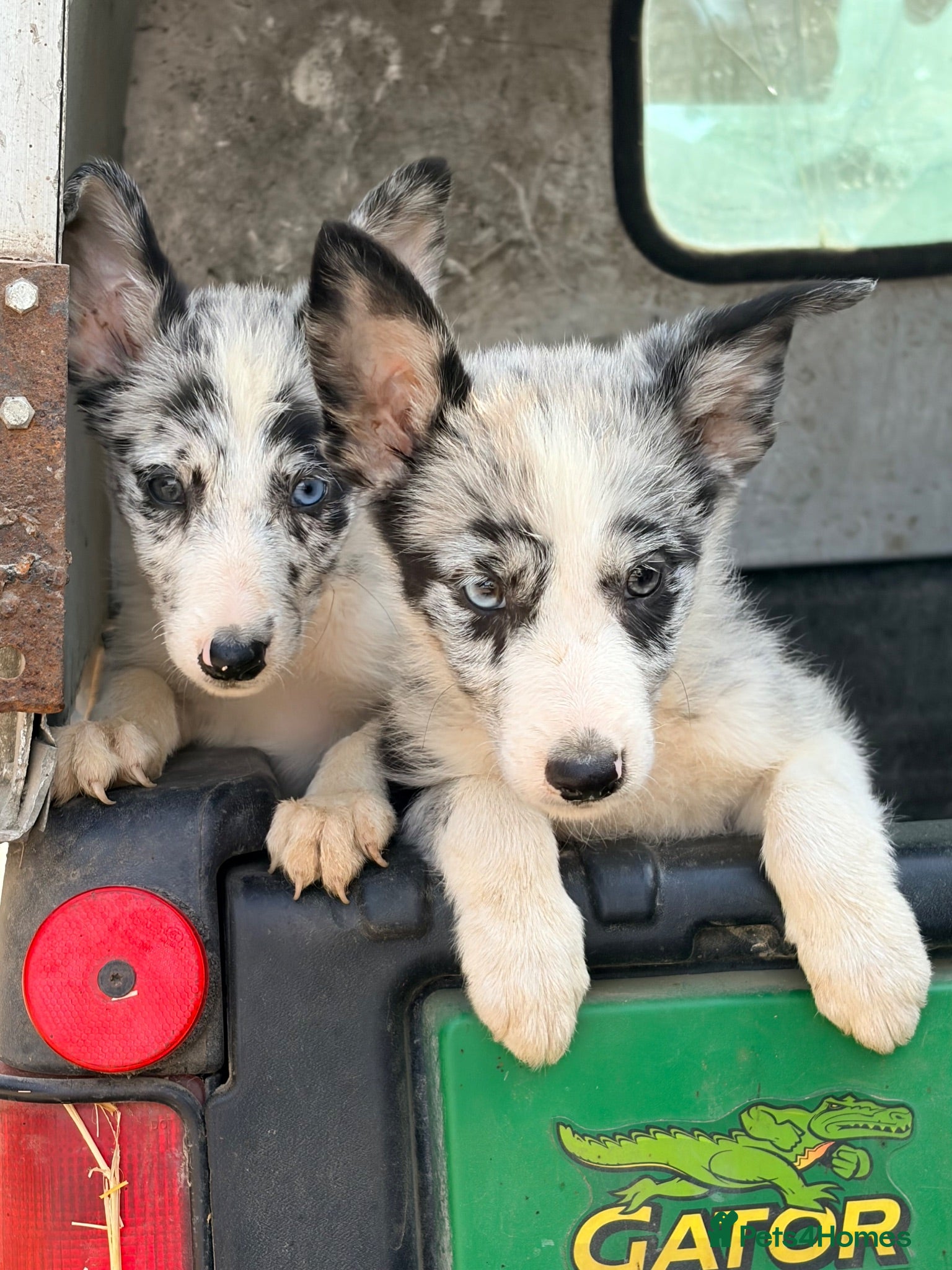 Border Collie dogs Only 2 beautiful border collie pups  - Advert 2