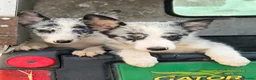 Border Collie dogs for sale:  4 beautiful border collie pups  - Advert 4