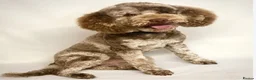 Cavapoo dogs for sale: Health tested F1 Cavapoo puppies - Advert 21