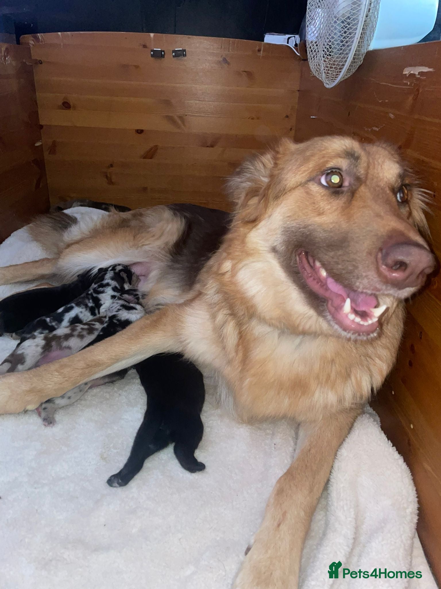 Mixed Breed dogs Cane shepherds - Advert 2