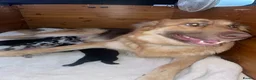 Mixed Breed dogs for sale: Cane shepherds - Advert 1