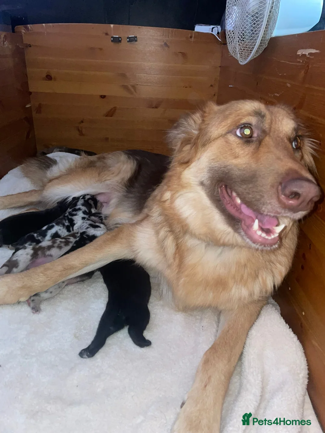 Mixed Breed dogs for sale: Cane shepherds - Advert 1