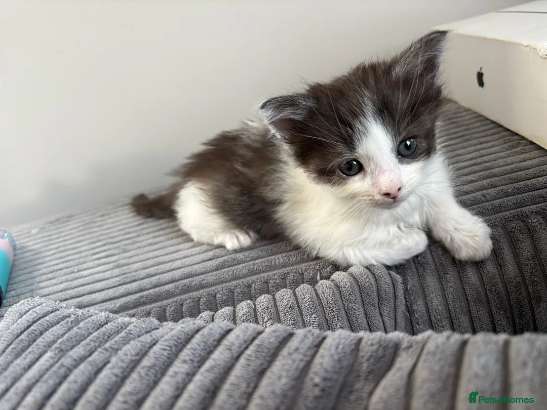 Turkish Van cats for sale: Turkish van, Maine coon mix - Advert 2