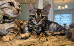 Bengal cats for sale: Beautiful Bengal Kittens Ready for Forever Homes - Image 25