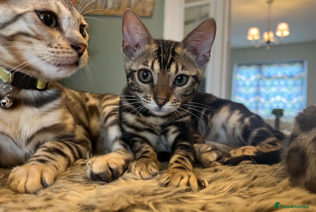 Bengal cats for sale: Beautiful Bengal Kittens Ready for Forever Homes - Image 25