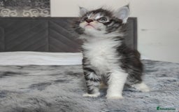 Maine Coon cats for sale: European Maine coon Kittens - Image 2