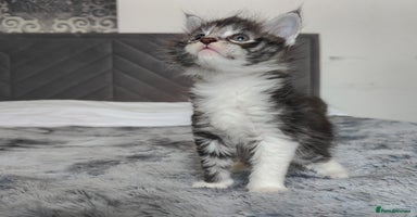 Maine Coon cats - Advert 6