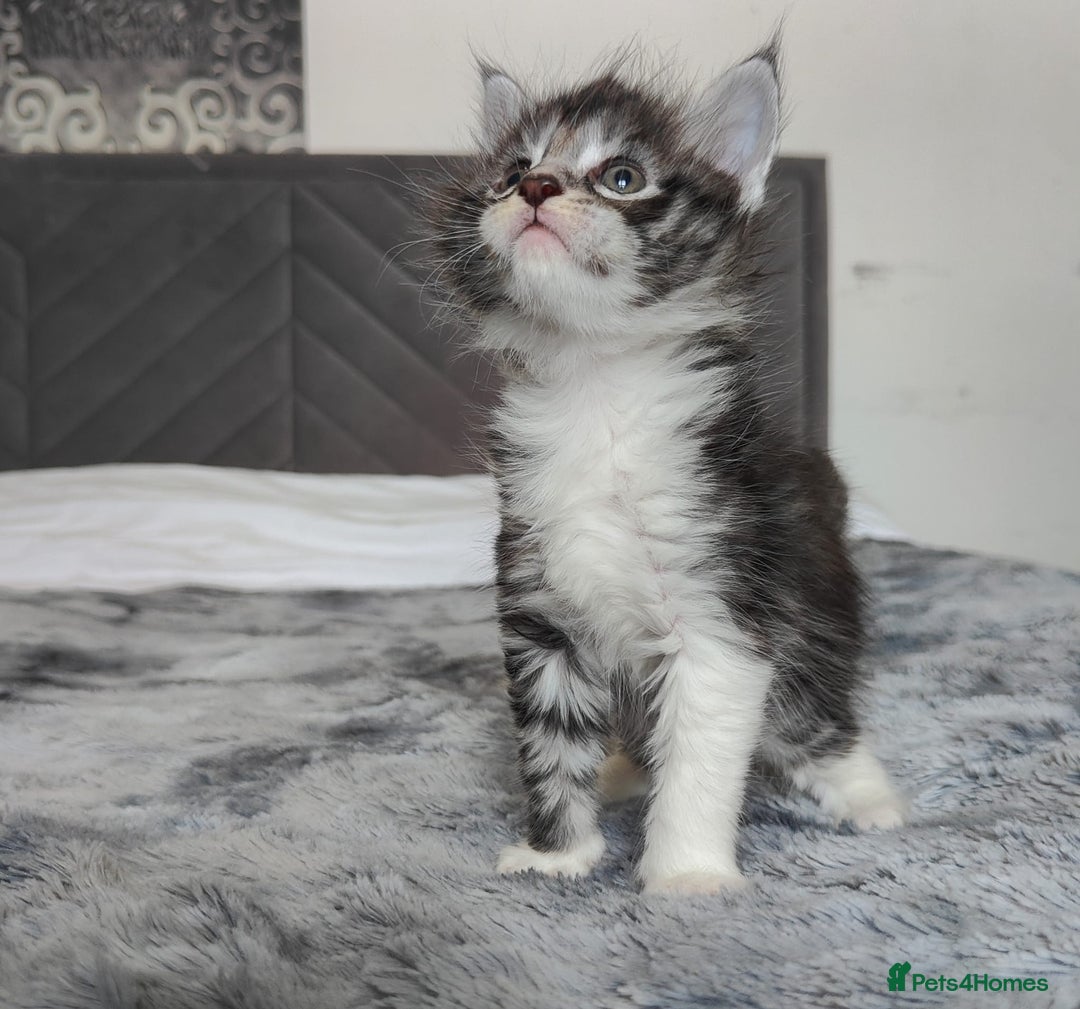 Maine Coon cats for sale: European Maine coon Kittens - Image 2