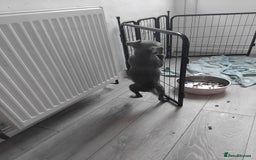 Staffordshire Bull Terrier dogs for sale: Blue male staff puppies  - Image 7