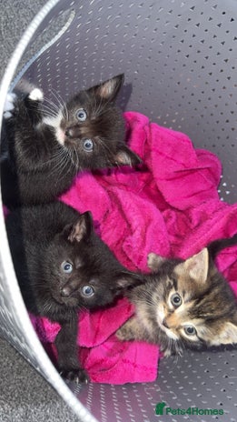 American Shorthair cats - Advert 1