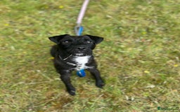 Patterdale Terrier dogs for stud: Black and white patttedale stud  - Image 1