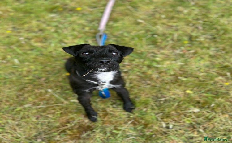 Patterdale Terrier dogs - Advert 14