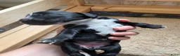 Sprocker dogs for sale: Gorgeous Sprocker spaniels for sale in West Byfleet - Advert 19