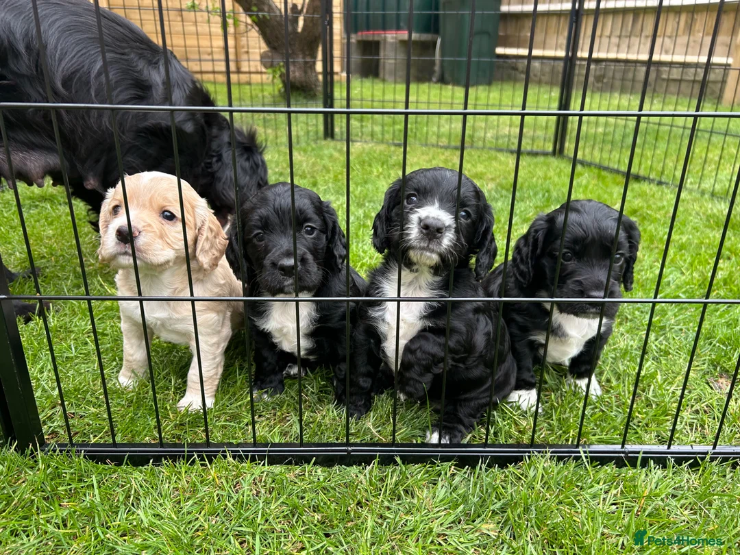 Cocker Spaniel dogs for sale: 2 cocker spaniel bitches for sale  in Aylesbury - Advert 1