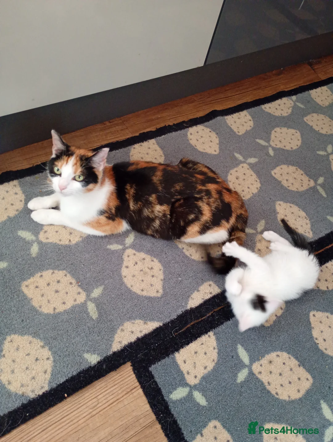 Mixed Breed cats for sale: beautiful kittens  - Advert 4