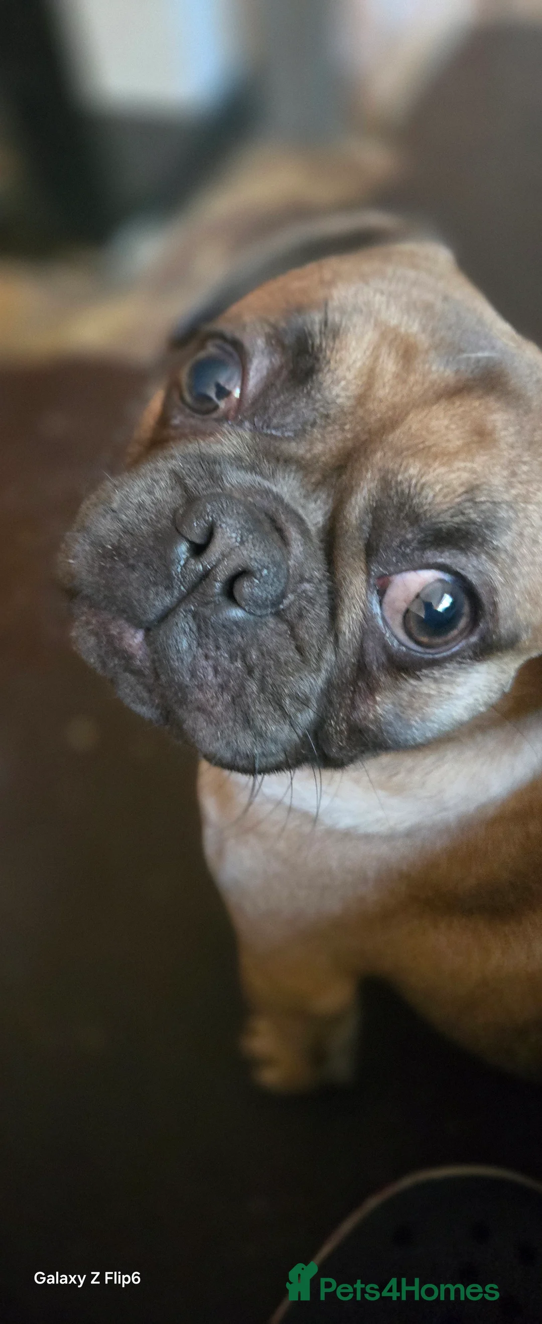 Mixed Breed dogs for sale: Jar jar in South Shields - Advert 2