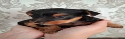 Yorkshire Terrier dogs for sale: Charming Yorkshire Terrier Puppies - Advert 29