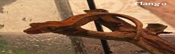Gecko reptiles for sale: 1x Juvenile Crested Gecko - Advert 3