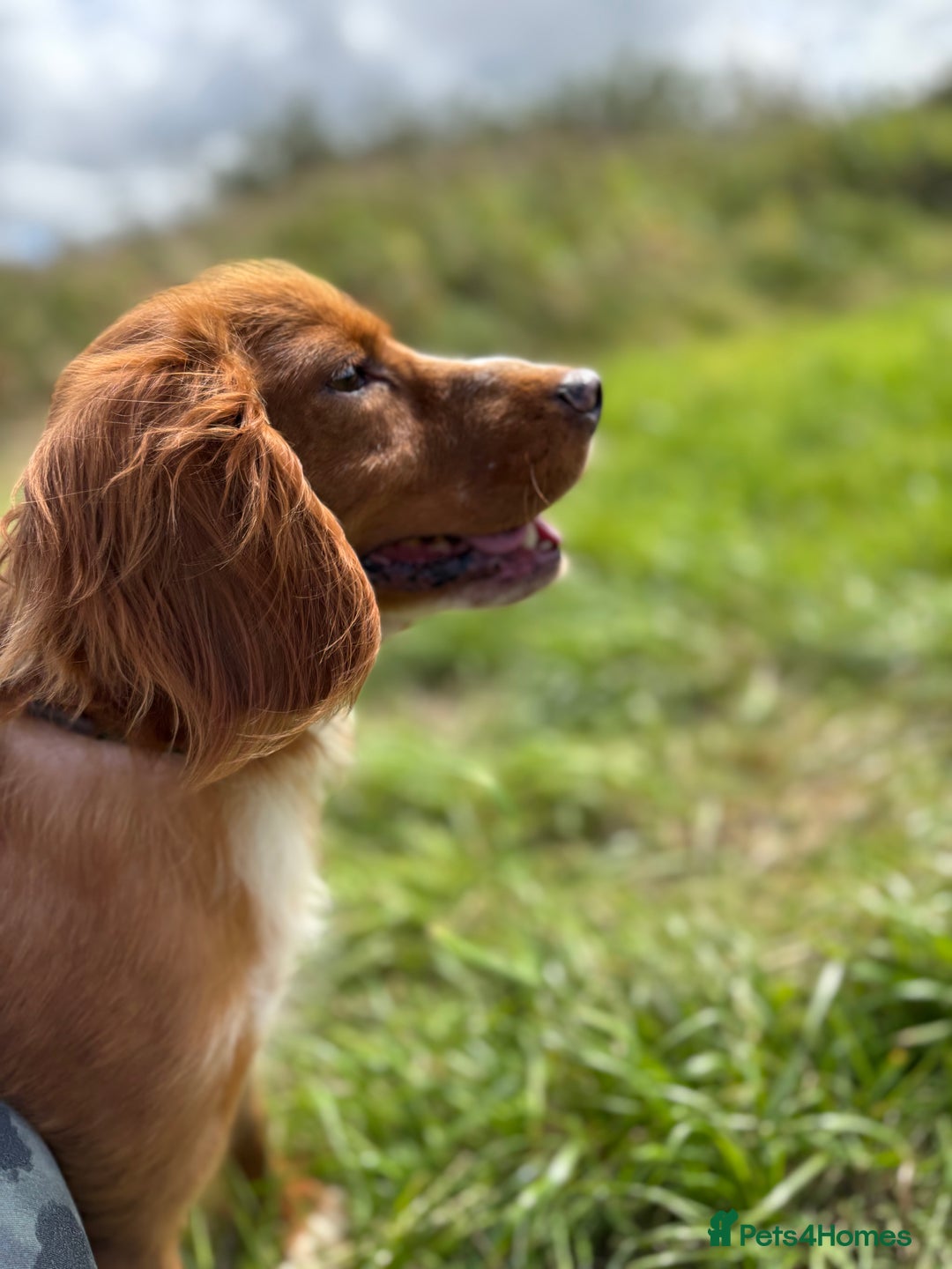 Cockapoo dogs for sale: Beautiful F1 Red/Golden Cockapoo Puppies - Image 8
