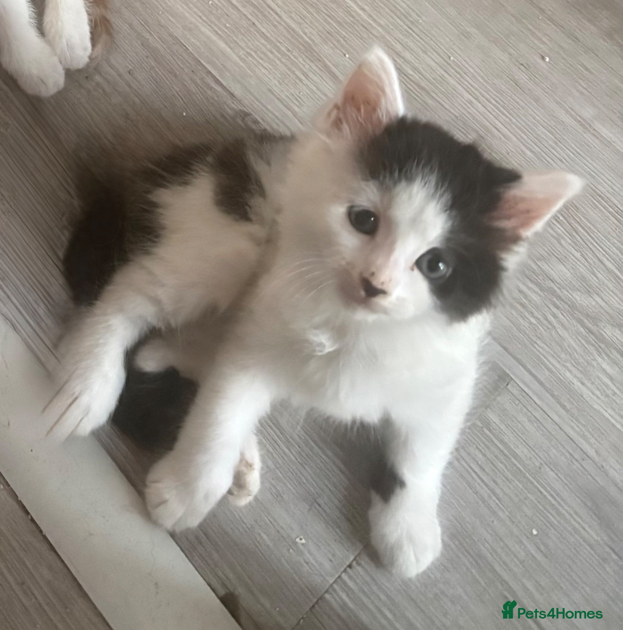 Mixed Breed cats Beautiful Ragdoll Mixed Breed Kittens - Advert 1