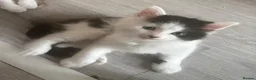 Mixed Breed cats for sale: Beautiful Ragdoll Mixed Breed Kittens - Advert 1