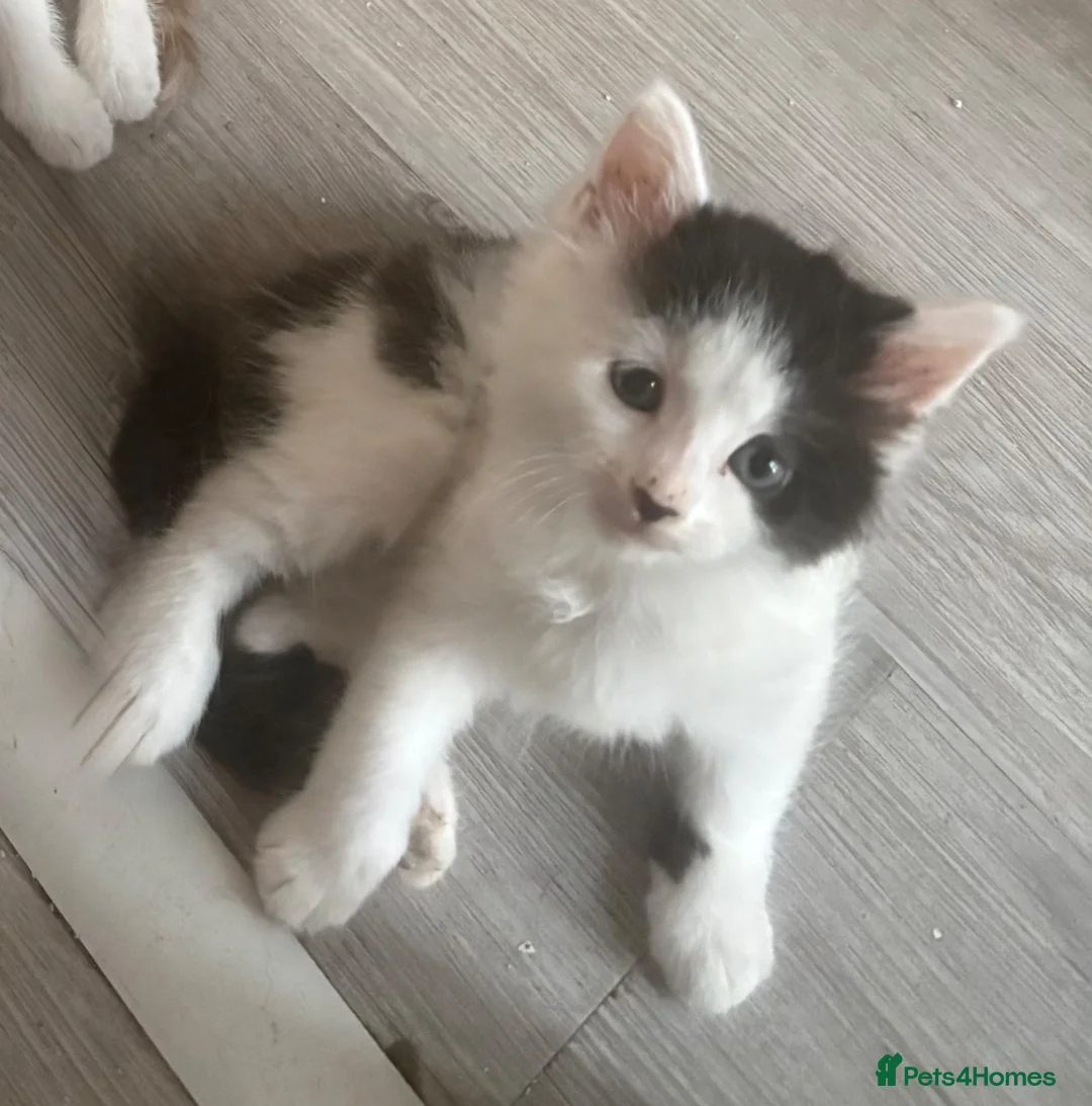 Mixed Breed cats for sale: Beautiful Ragdoll Mixed Breed Kittens - Advert 1