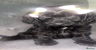 Cockapoo dogs F1 Cockapoo pups for sale - Advert 15