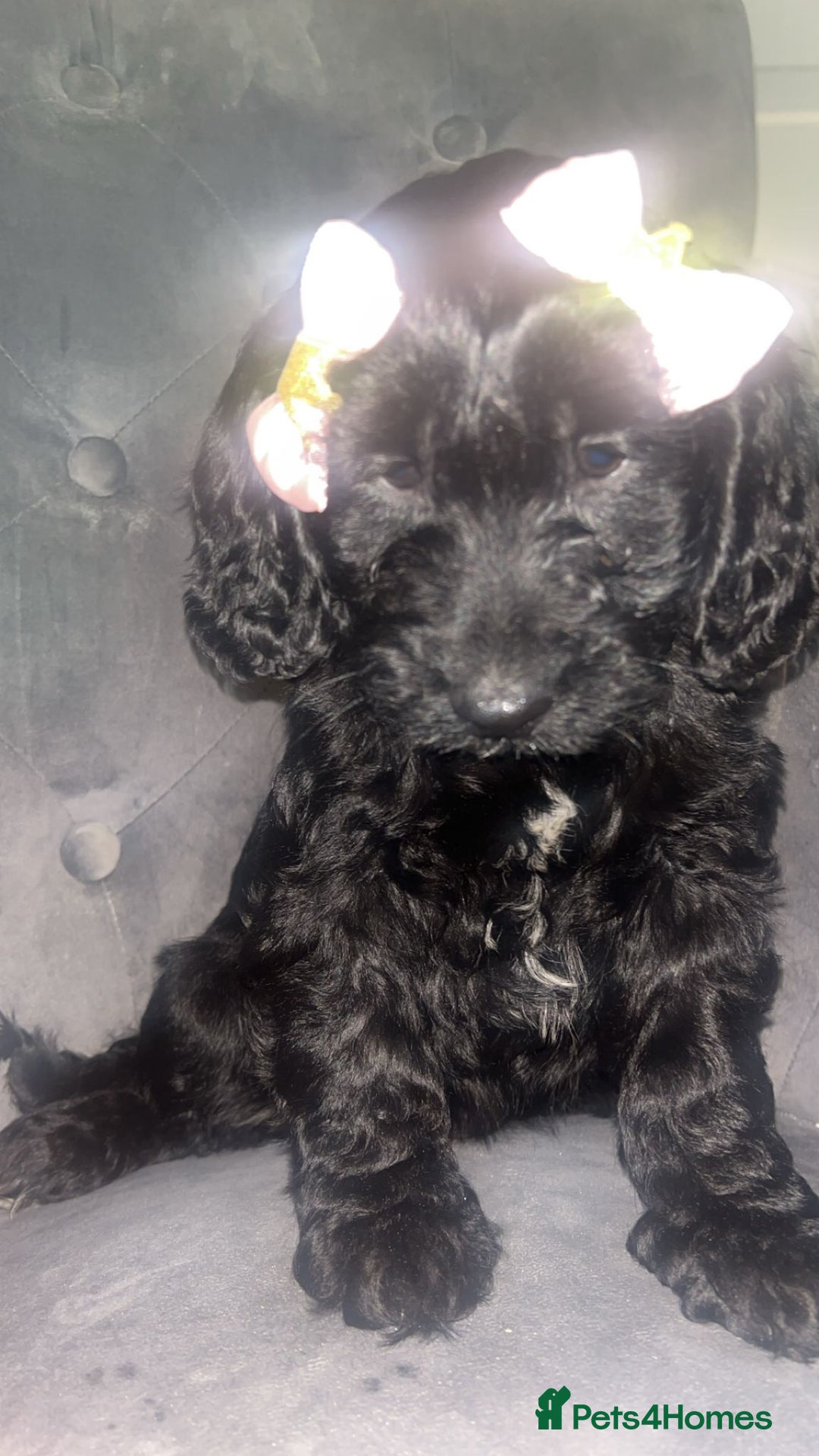 Cockapoo dogs for sale: F1 Cockapoo pups for sale - Advert 2