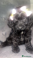 Cockapoo dogs F1 Cockapoo pups for sale - Advert 15