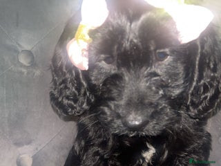 Cockapoo dogs F1 Cockapoo pups for sale - Advert 6