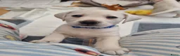 Labrador Retriever dogs for sale: STUNNING LABRADOR PUPPIES ONLY 1 GIRL LEFT. - Advert 9