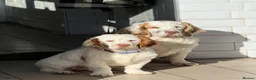 Clumber Spaniel dogs for sale: KC registered orange/ white girl - Advert 4