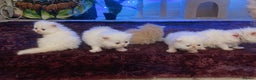 Persian cats for sale: ♥️🍃 ꨁ EXOTIC PERSIAN DOLL FACE KITTENS FOR SALE - Advert 5