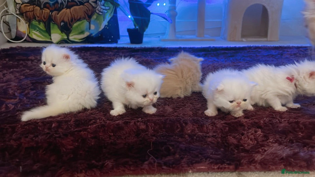 Persian cats for sale: ♥️🍃 ꨁ EXOTIC PERSIAN DOLL FACE KITTENS FOR SALE - Advert 5