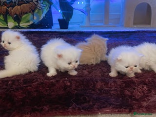 Persian cats ♥️🍃 ꨁ EXOTIC PERSIAN DOLL FACE KITTENS FOR SALE - Advert 4