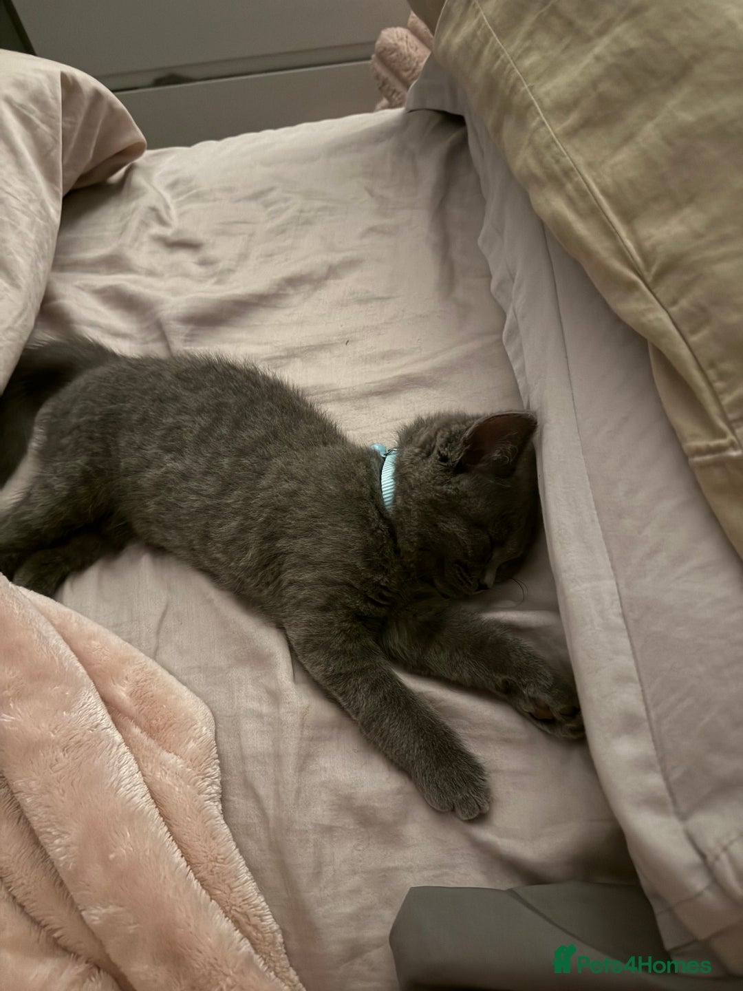 British Shorthair cats for sale: British short-haired 4 month old kitten  - Advert 5