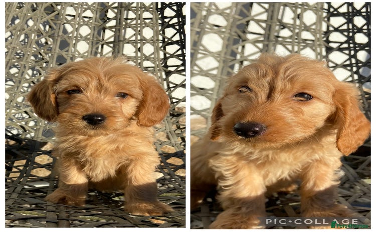 Mini Goldendoodle dogs Mini Goldendoodle Puppies ready now  - Advert 1