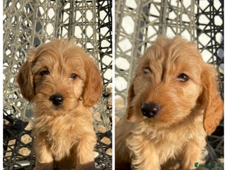 Mini Goldendoodle dogs Mini Goldendoodle Puppies ready now - Advert 2