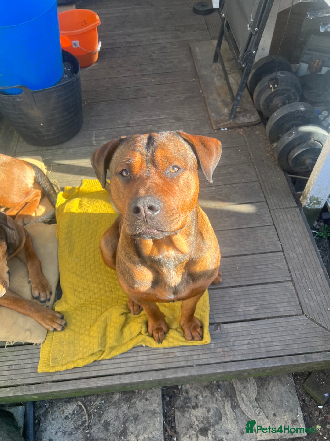 American Bull Staffy dogs for stud: Crash Bandicoot Staffweiler e ATAT d DNA tested ✅✅ - Image 14