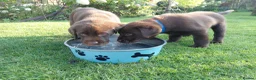 Labrador Retriever dogs for sale: Chocolate Labradors Puppies,Health Tested Parents  - Advert 8