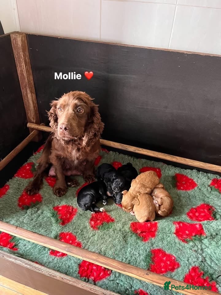 Cocker Spaniel dogs Working cocker spaniel  - Advert 1