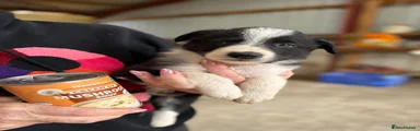 Welsh Collie 4 - male black and white 
