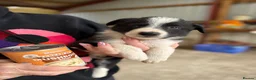 Welsh Collie dogs for sale: Adorable Mid Wales border collie puppies for sale - Advert 19