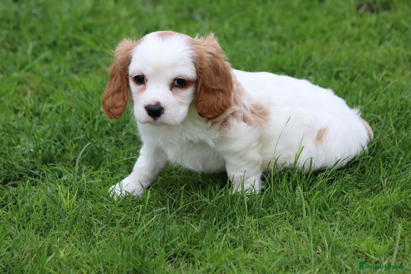 Cavachon dogs Beautiful Cavachon puppies for sale - Advert 1