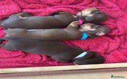 Dachshund dogs for sale: Beautiful dachshund puppies - Image 6