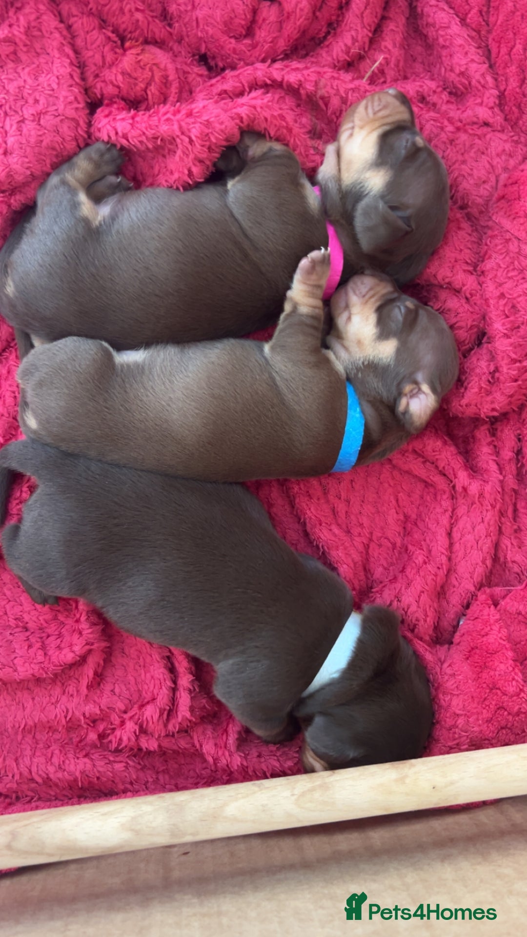 Dachshund dogs for sale: Beautiful dachshund puppies - Image 6